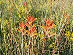 The Paintbrush family comes in many varieties. Is this one Indian Paintbrush?