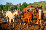 Horses at Reid Ranch with Barn in the background, for desktop background.