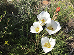 A cluster of white flowers blossoms on the hillside.