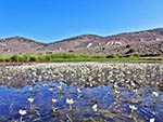 Small white flowers rise up out of the shallow portion of the lake.