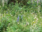 Identifying flowers and other plants is a good activity for boy scout and girl scout groups.