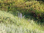 Lovely blue and purple flowers stick up out of the green grasses and bushes.