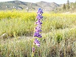 The Rocky Mountain Penstemon can be found all around Reid Ranch.
