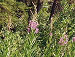 I believe this light purple flower is part of the Fireweed family.