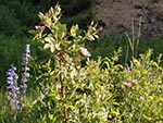 Penstemon flowers grow along side a Wild Rose bush.