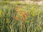 The Scarlet Gilia finds its own way in a sea of yellow flowers.