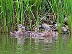 Ducks congregate next to the shore of the lake.