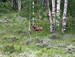 A deer can be seen in the distance.