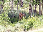 A shy fawn moves away from the camera.