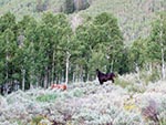 Horses roam in the wild landscape.