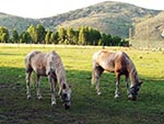 A close-up of a pair of horses feeding in our pasture.