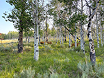 Deer can be seen among the aspen trees.