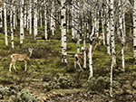 More deer can be seen among the aspen trees.