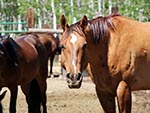 A close-up picture of the horse's face. This horse isn't camera shy.