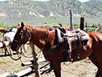 Saddled horses await the next group for a trail ride.