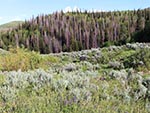 Native plants populate the hill in the foreground, a hill of tall pines in the back.