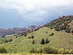 A hill of aspen trees rises from the land, dotted and capped with evergreens.