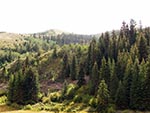 Pines and firs tower over the land.