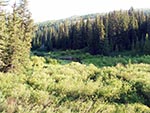 The Red Creek can be seen meandering through a valley of brush with coniferous forests on each side.