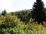 A close-up of bushes with a forested hill behind.