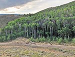 Ranch horses are gathered on the road by a hill of aspen and pine trees.