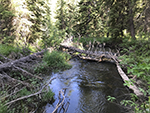 A fallen tree acts as a log bridge over the river.